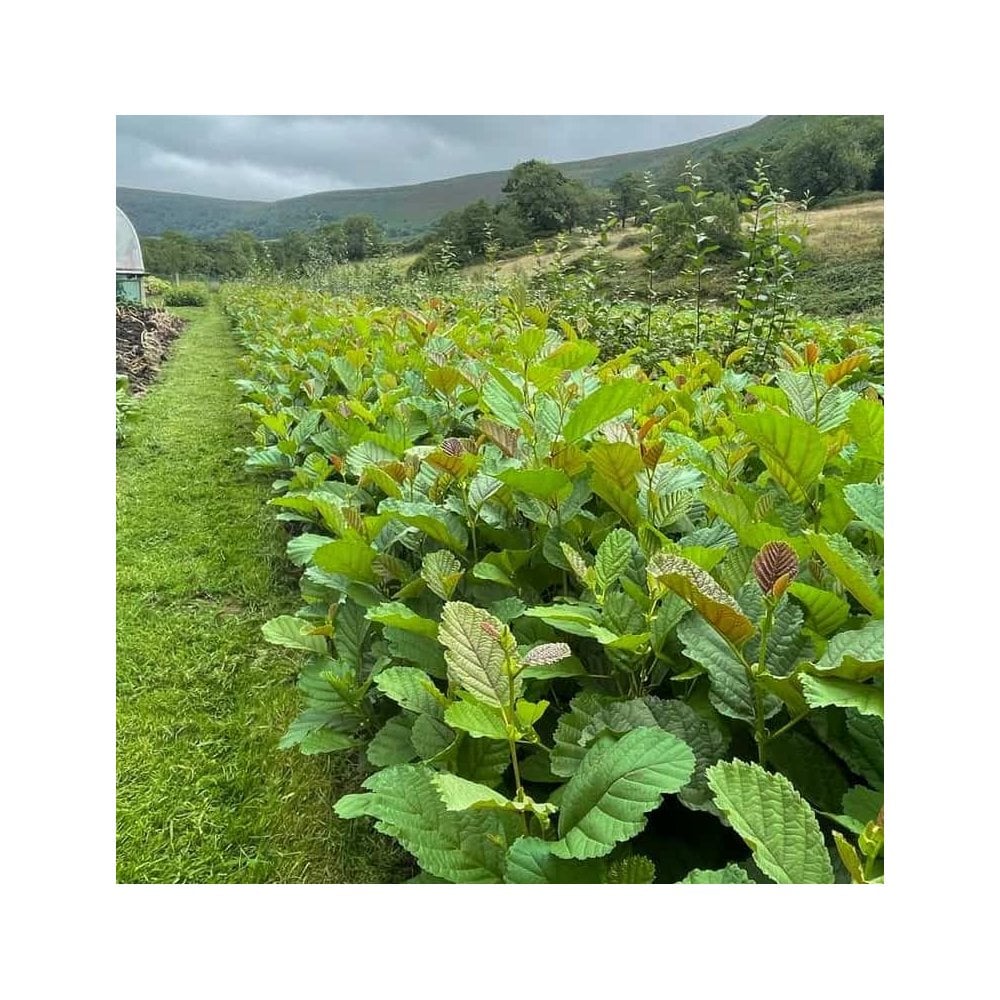 Alder - Common (Alnus glutinosa)