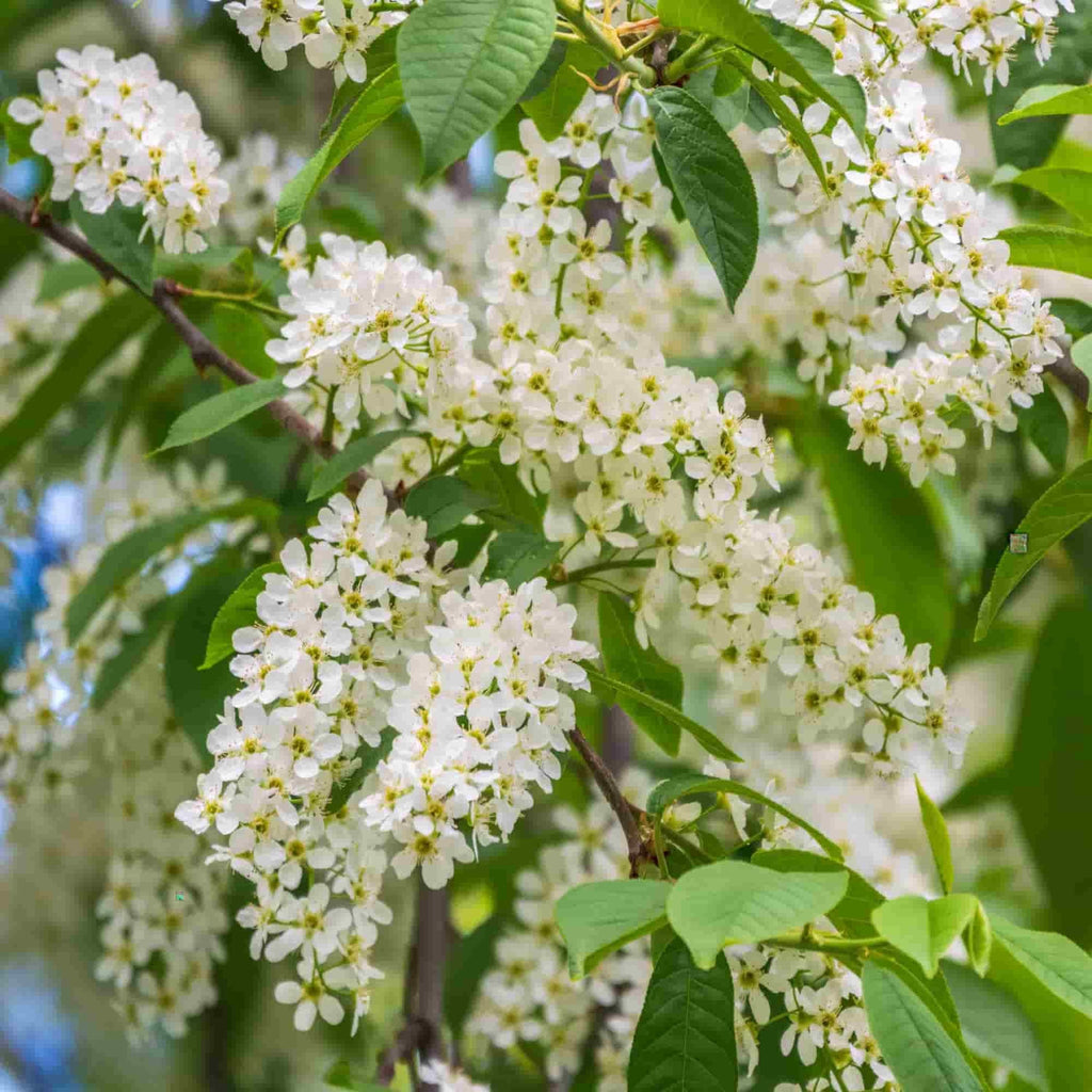 Cherry - Bird (Prunus padus)