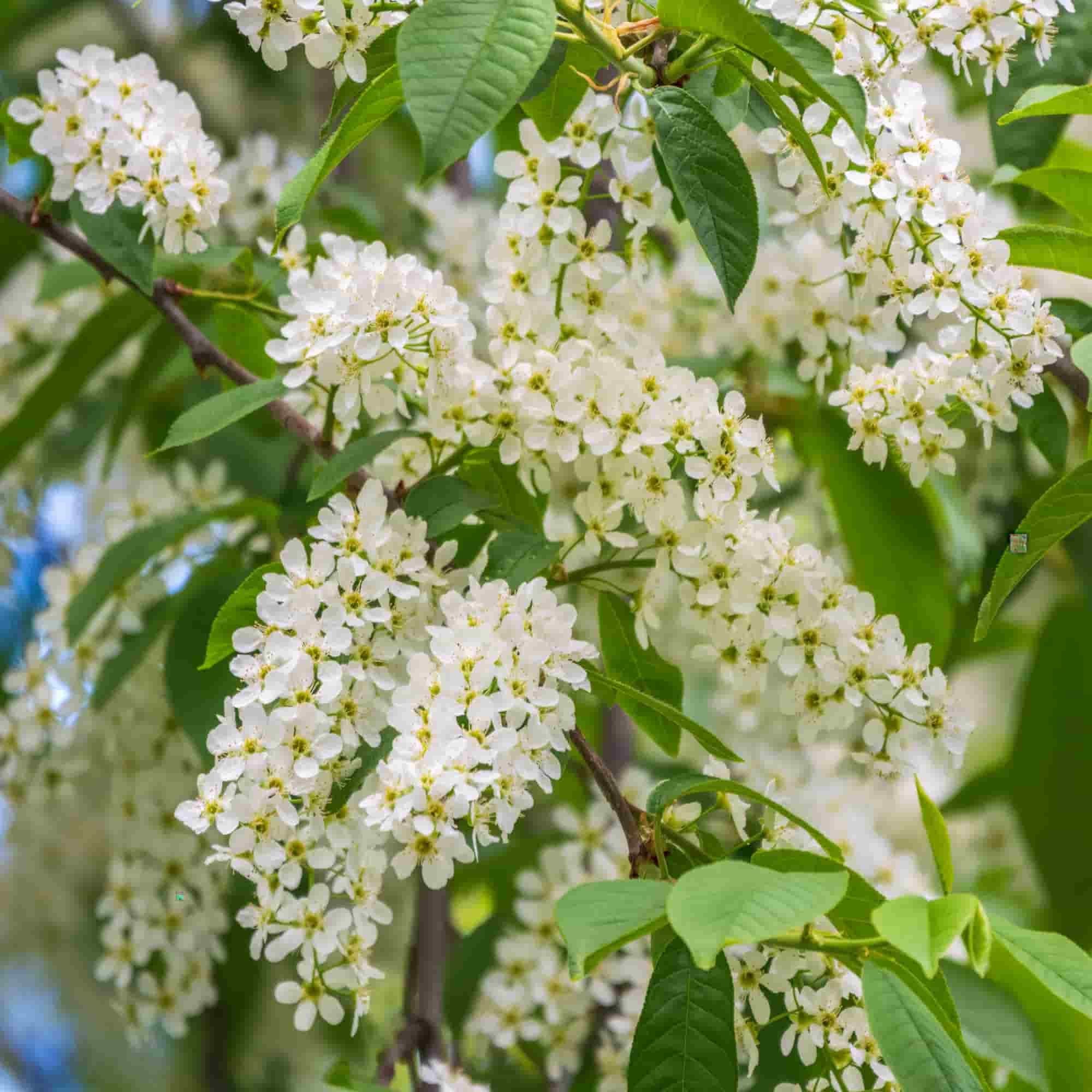 Cherry - Bird (Prunus padus)