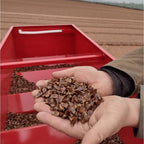 Beech (Fagus sylvatica)