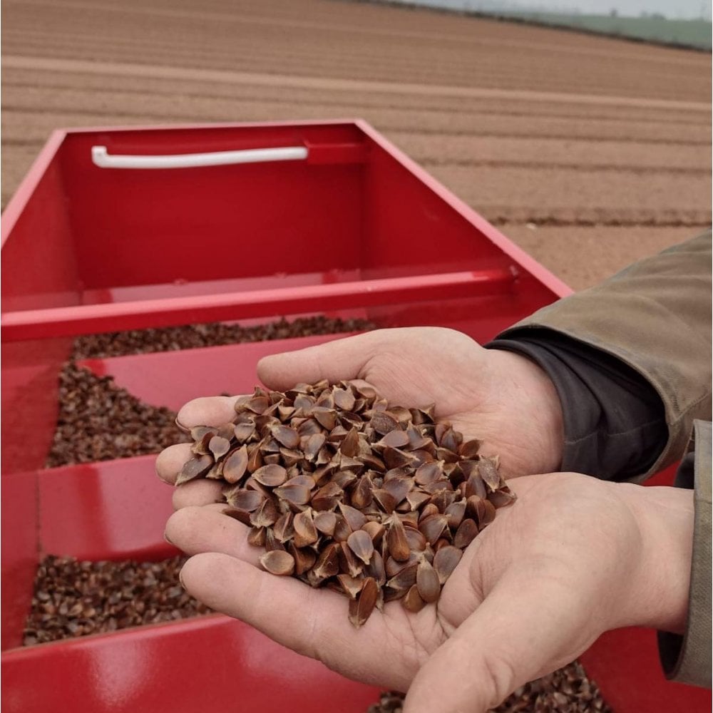 Beech (Fagus sylvatica)
