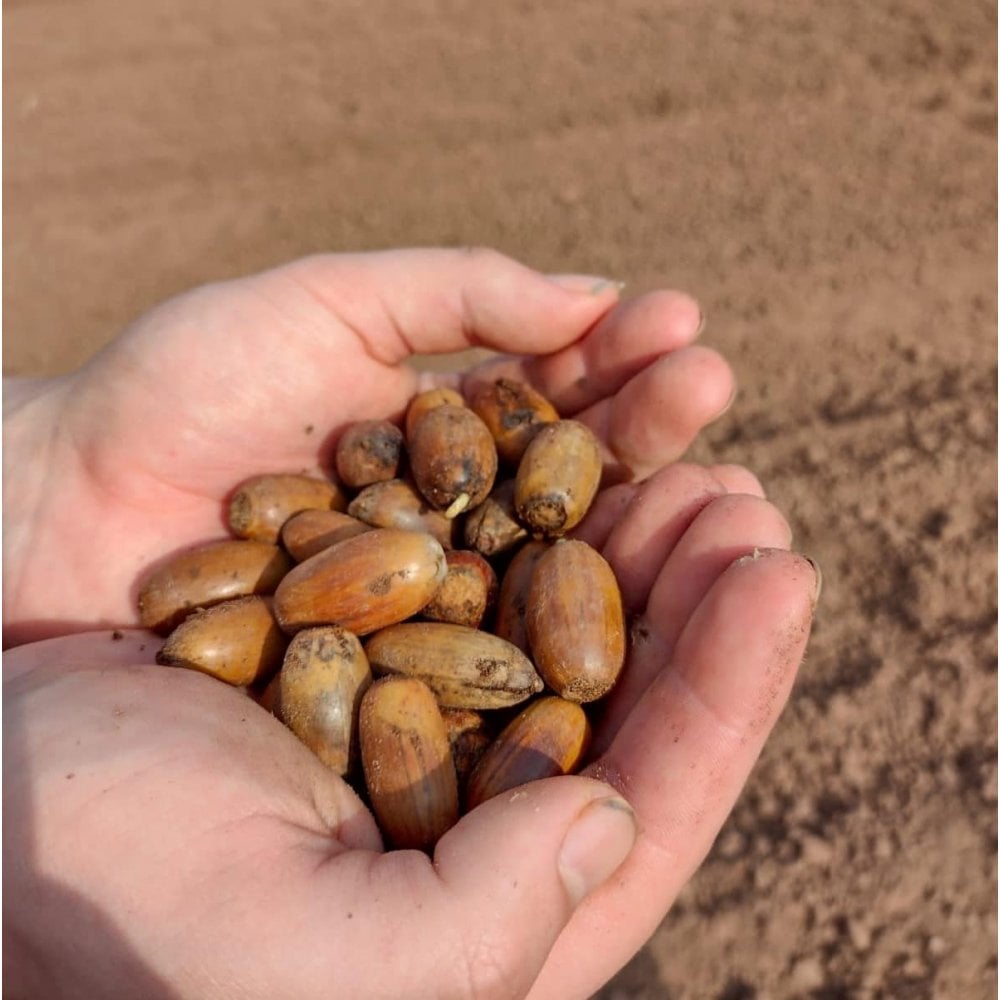 Oak - English (Quercus robur)