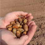 Oak - English (Quercus robur)