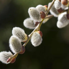 Pussy willow catkins (Salix caprea) 