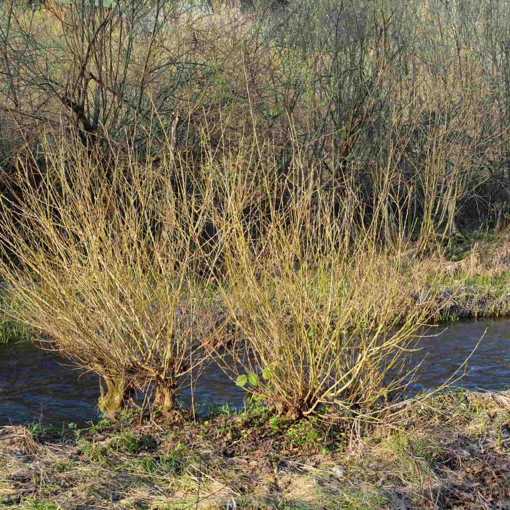 Willow - Goat (Salix caprea)