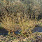 Willow - Goat (Salix caprea)