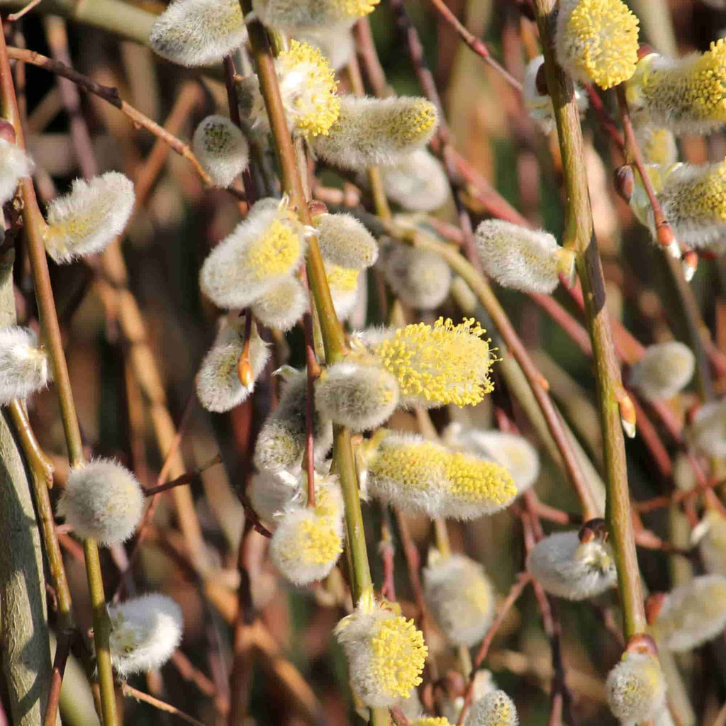 Willow - Goat (Salix caprea)