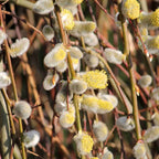Willow - Goat (Salix caprea)