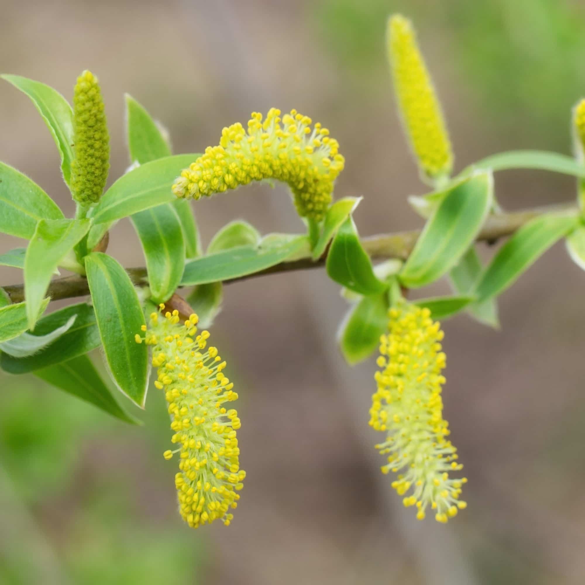 Willow - Grey (Salix cinerea)