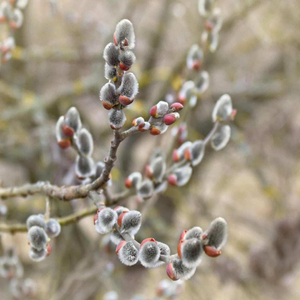 Willow - Grey (Salix cinerea)