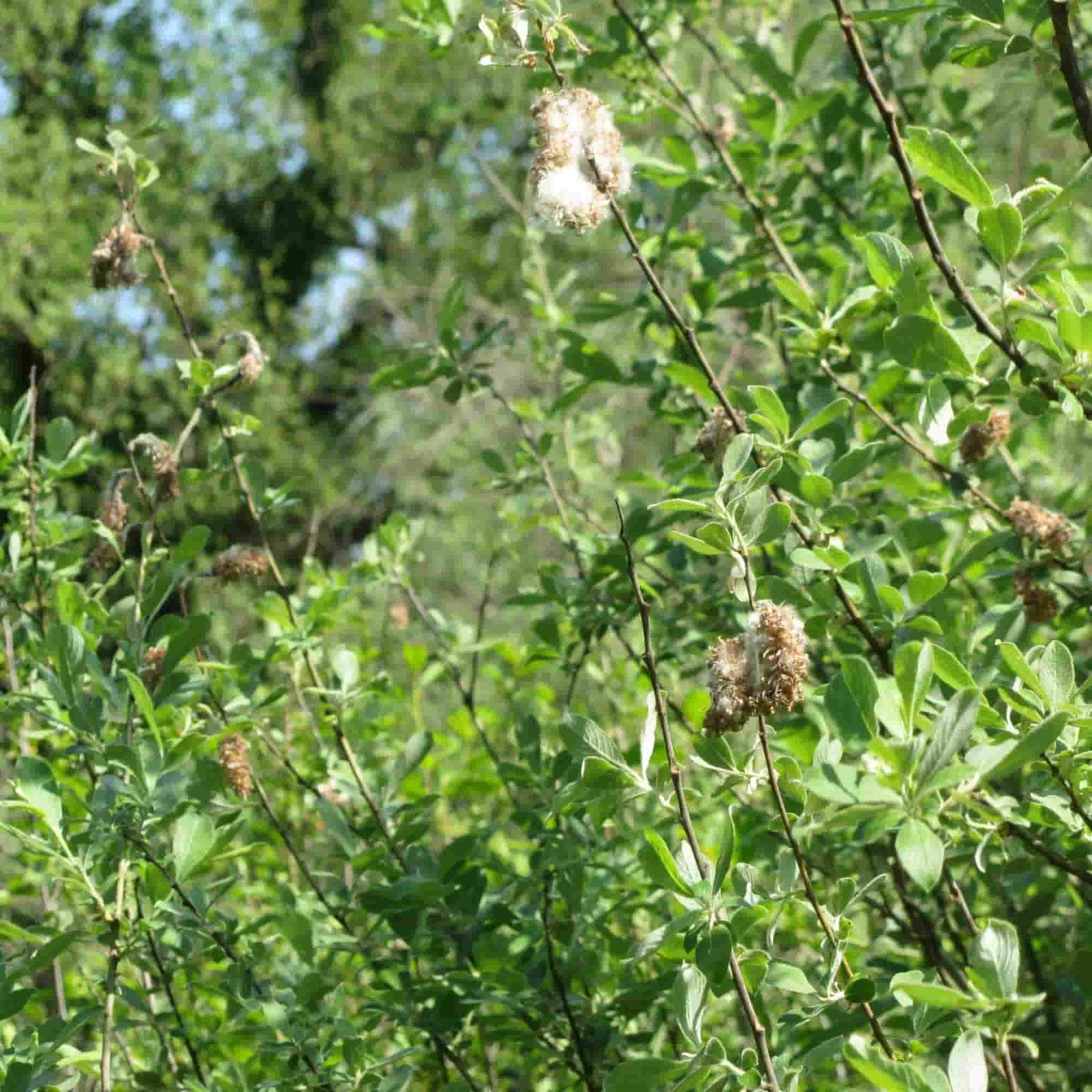 Willow - Grey (Salix cinerea)