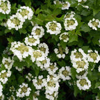 Close up of flowers of Guelder rose (Viburnum opulus) showing the graduation in petal size from large at the outside to small at the inside