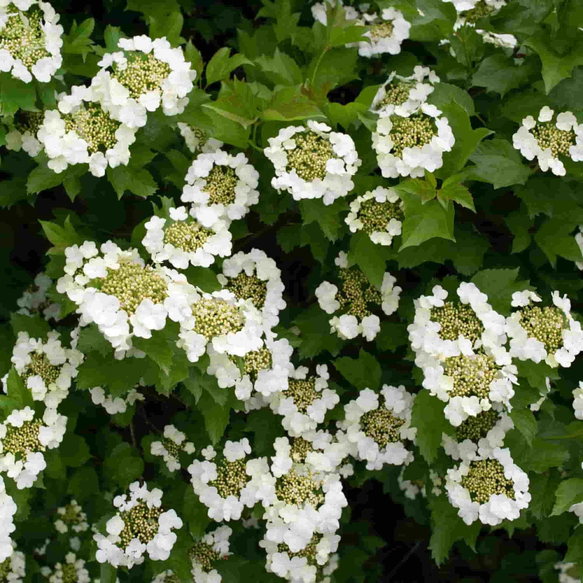 Guelder rose (Viburnum opulus)