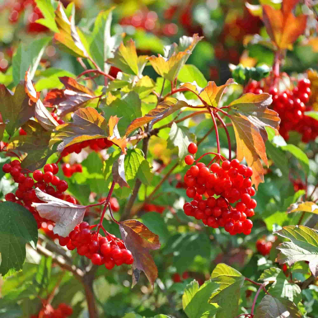 Clusters of small red shiny berries of Viburnum opulus (Guelder rose) and leaves with some autumnal red colour