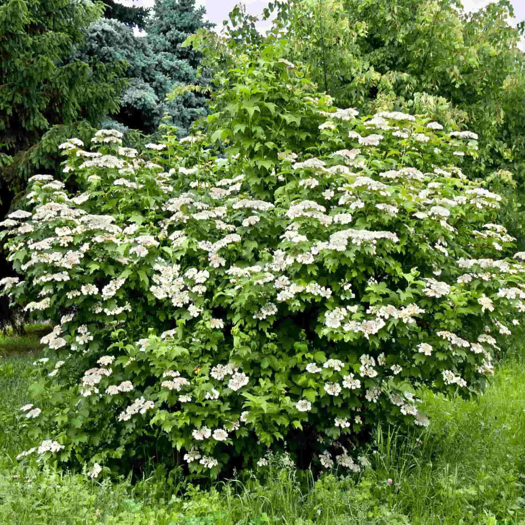 A large Guelder rose (Viburnum opulus) shrub in full flower.