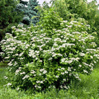 A large Guelder rose (Viburnum opulus) shrub in full flower.
