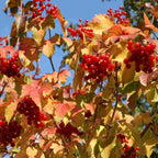 Autumnal leaves in shades of red, orange and yellow and clusters of red shiny berries of Viburnum opulus (Guelder rose).