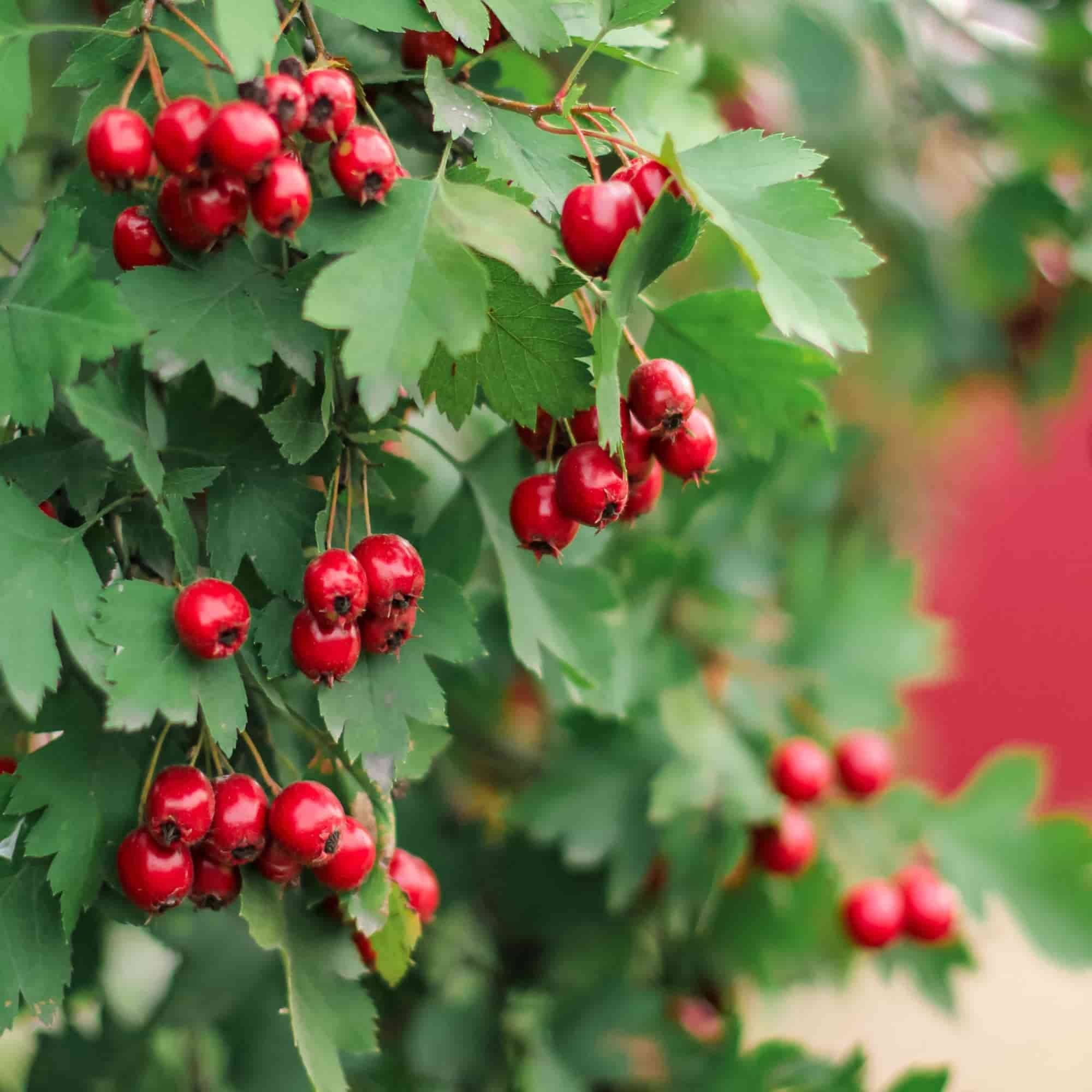 Hawthorn (Crataegus monogyna)