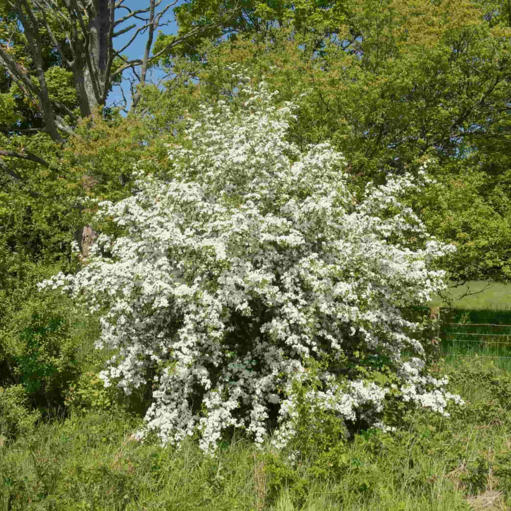 Hawthorn (Crataegus monogyna)