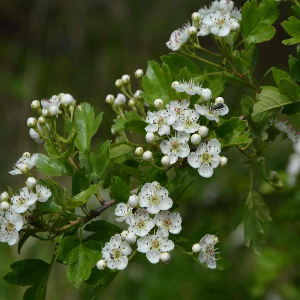 Hawthorn (Crataegus monogyna)