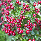 Hawthorn (Crataegus monogyna)