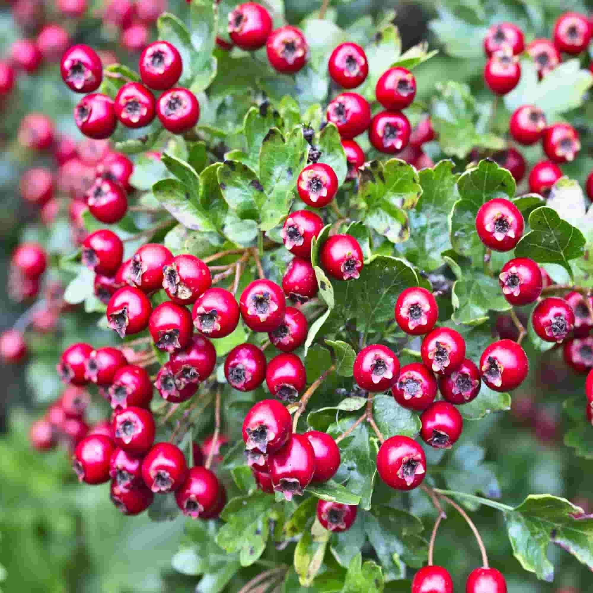 Hawthorn (Crataegus monogyna)