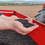 Hawthorn (Crataegus monogyna)
