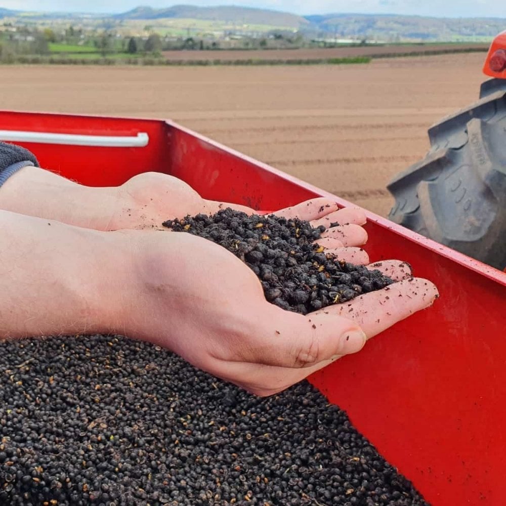 Hawthorn (Crataegus monogyna)