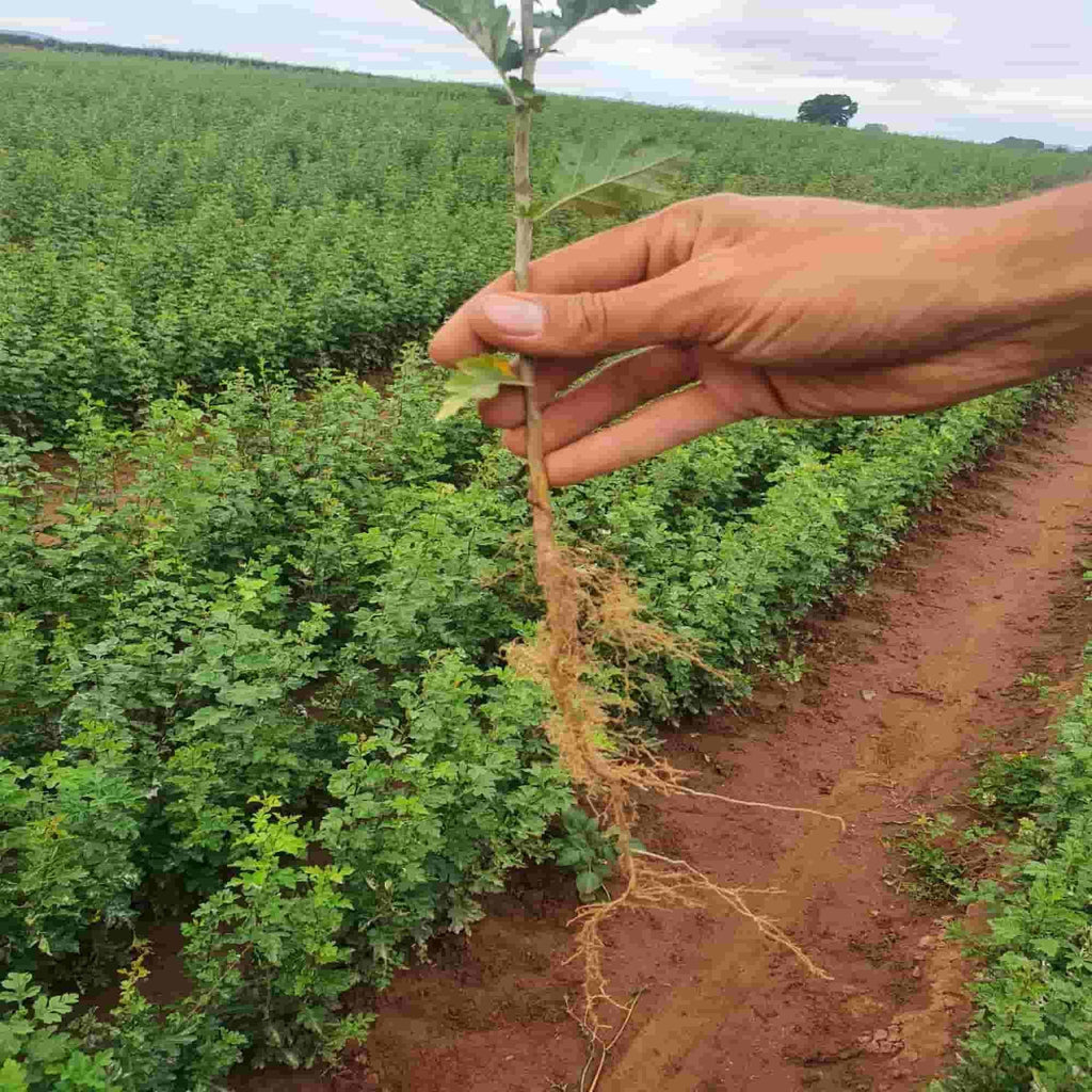 Hawthorn (Crataegus monogyna)