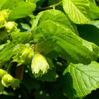 Hazel nuts and leaves of Corylus avellana 