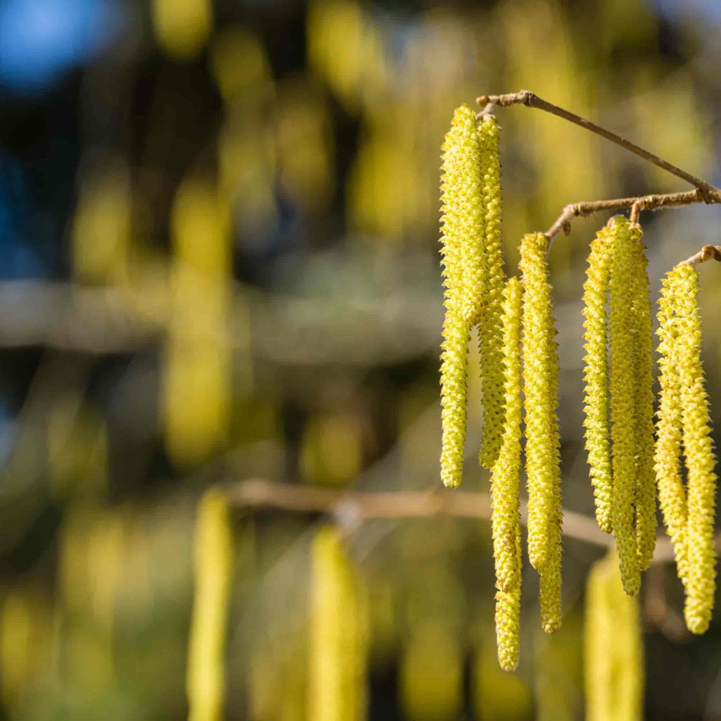 Golden catkins hanging on a hazel hedgerow (Corylus avellana)