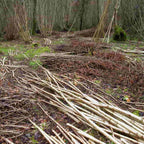 Coppiced hazel (Corylus avellana) 