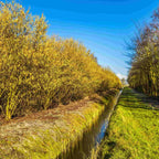 A long Hazel hedge in early spring, with the sun shining on the yellow catkins and a blue sky and small stream