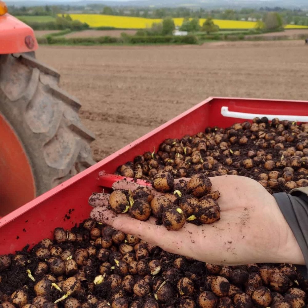 Hazel nuts ready to be sown at a bare root tree nursery.  Will need to be netted to prevent crows feasting on them.
