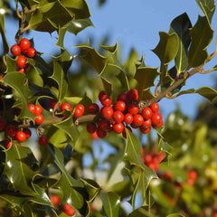 English holly tree (Ilex aquifolium) bearing lots of red berries