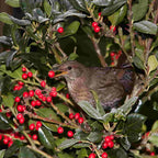 Holly (Ilex aquifolium)