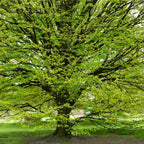 Hornbeam (Carpinus betulus)