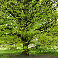 A mature Hornbeam tree in a park setting