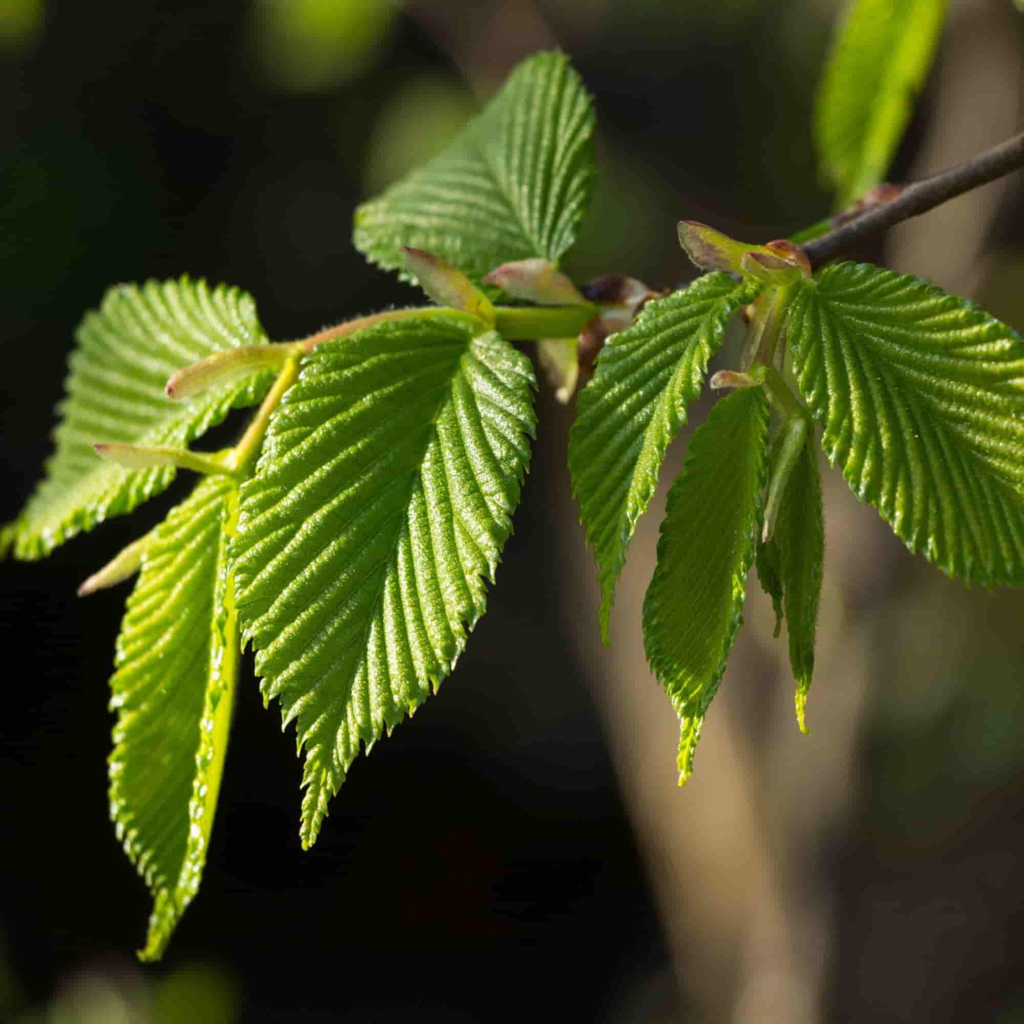 Hornbeam (Carpinus betulus)
