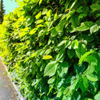 Hornbeam (Carpinus betulus)