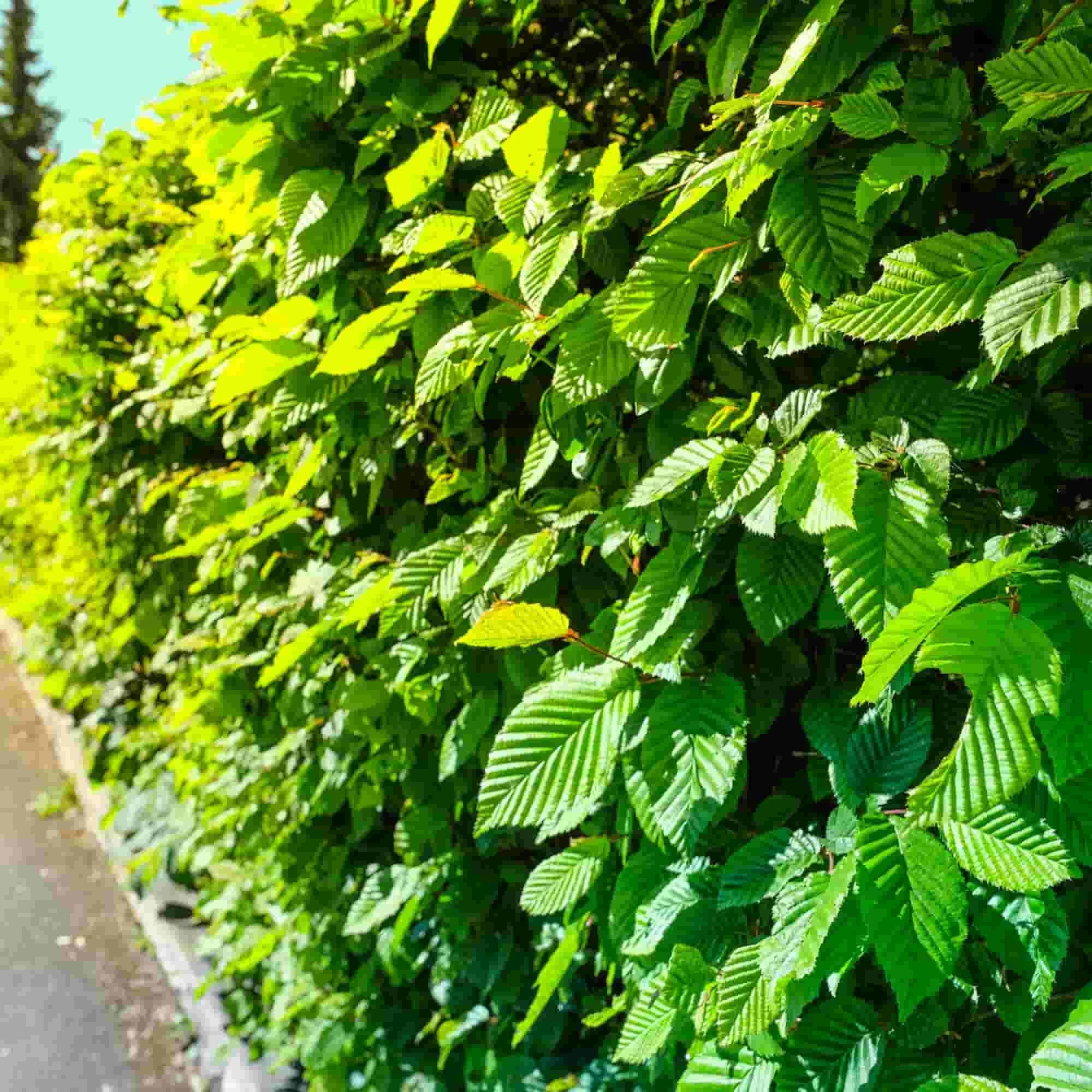 Hornbeam (Carpinus betulus)