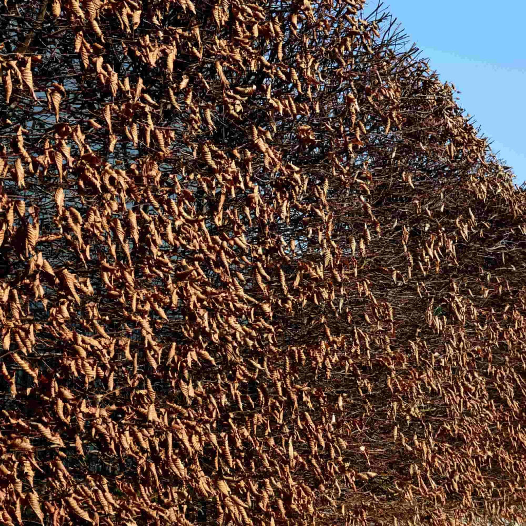 Hornbeam (Carpinus betulus)