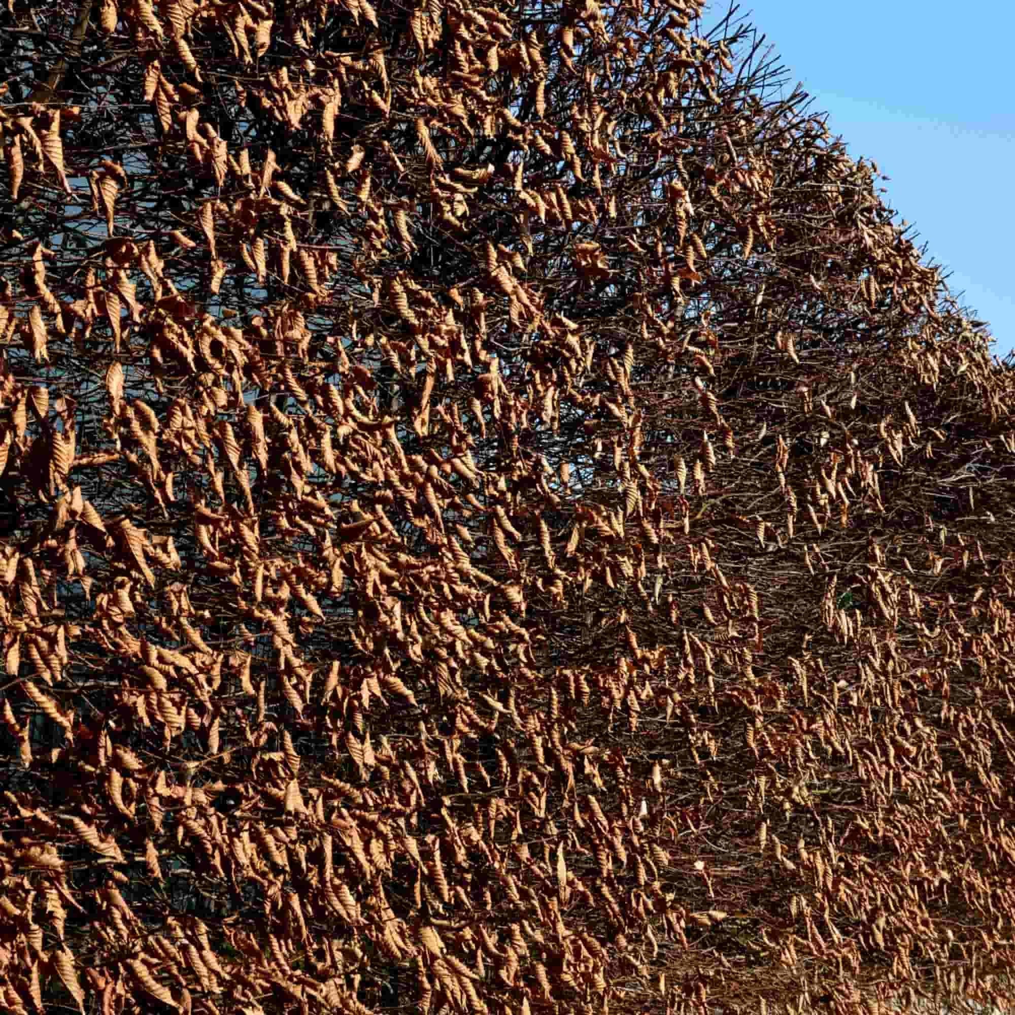 Hornbeam (Carpinus betulus)