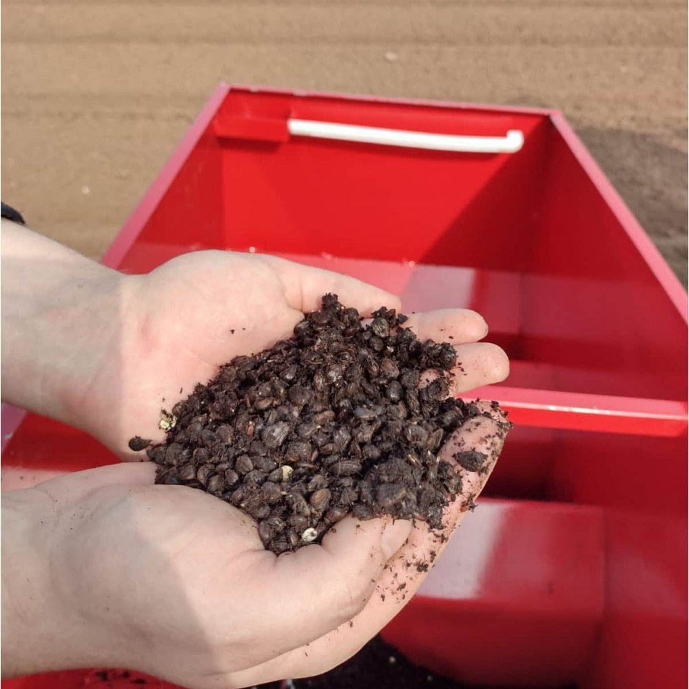 Hornbeam (Carpinus betulus)