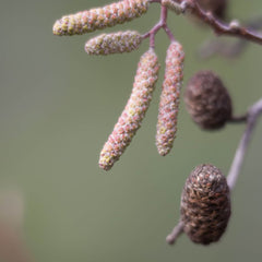 Alnus cordata male and female catkins