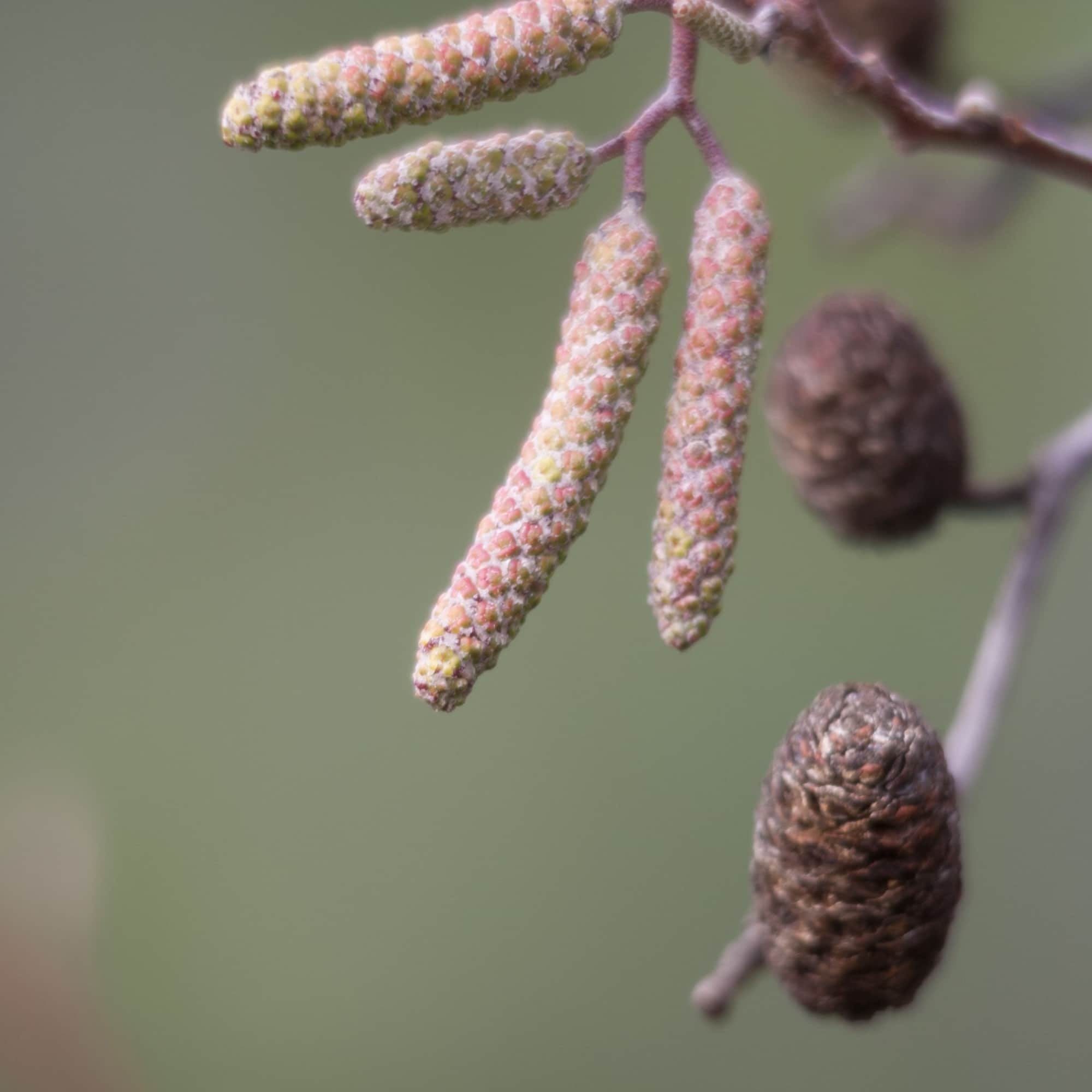 Alder - Italian (Alnus cordata)