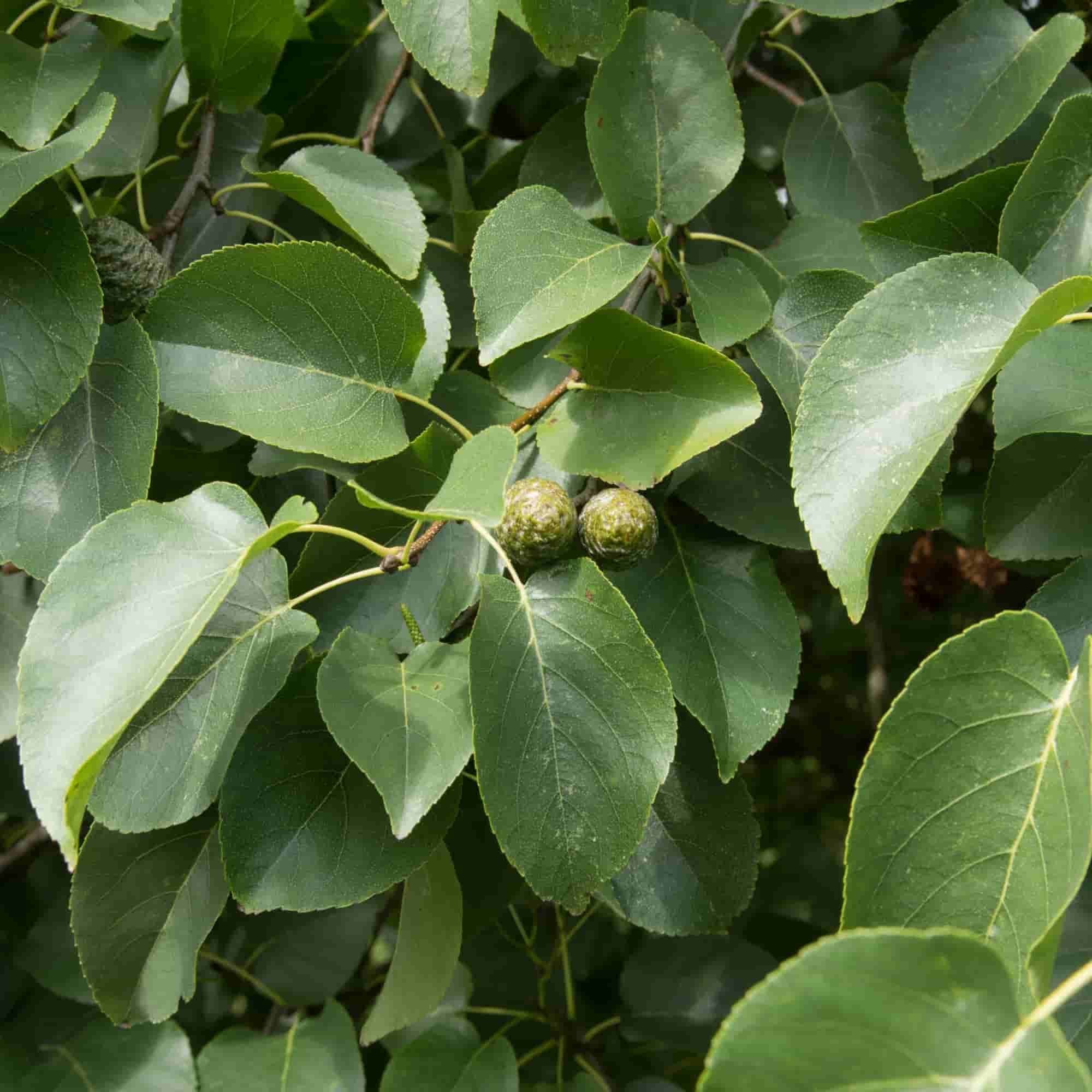 Alder - Italian (Alnus cordata)