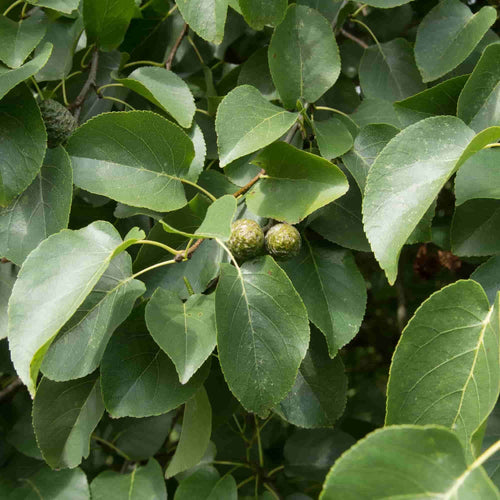 acerola plant Barbados Cherry 'Florida Sweet' – Incredible Edible Landscapes