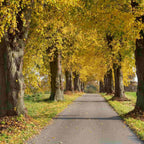 Lime - small leafed (Tilia cordata)