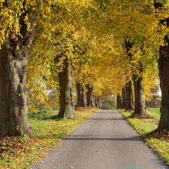 An avenue of mature Tilia cordata trees (small leafed Lime) with golden Autumn foliage